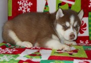 cute siberian husky pups for adoption