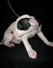 american pitbull puppies(chantehc@yahoo.com)