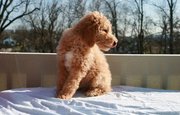 standard poodle  puppies(chantehc@yahoo.com)