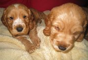  cute English cockier spaniel puppies(chantehc@yahoo.com)