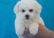 Bichon Frise puppies for sale.