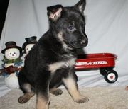 Potty Trained German Shepherd Dog puppies for sale