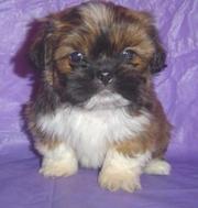 Quality Lhasa Apsos. puppies for sale