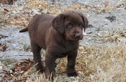 Good looking Labrador Retriever puppies for sale