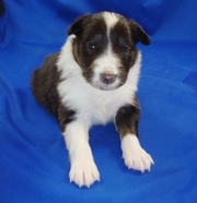 Female Shetland Sheepdog puppies for sale