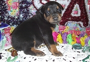 U kc Reg, Doberman Pinscher puppies for sale