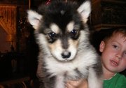 Fantatic laskan Malamute puppies for sale