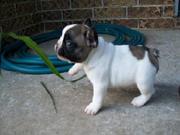 French Bulldog puppies for sale