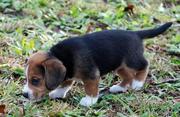 Beagle puppies for sale