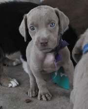 Weimaraner Puppies For Sale