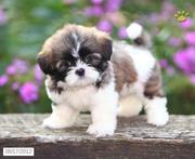 Shih Tzu Puppies for Sale