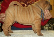 Chinese Shar-Pei Puppies For Sale.