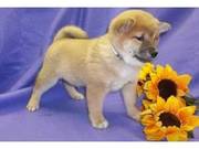 Cute Shiba Inu Puppies