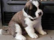 Saint Bernard Puppies For Sale