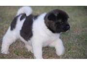 Beautiful Show Quality KC Akita Pups.