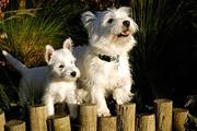 WEST HIGHLAND TERRIER PUPPIES 