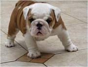 Two Gorgeous English Bulldog Puppies For Adoption