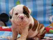 Quality English Bulldog Puppies