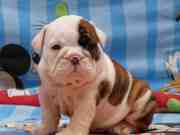 Healthy English bulldog puppies for a new home