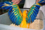 * Black palm cockatoo  * African Grey Parrot