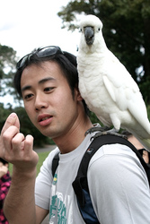 Umbrella cockatoos