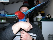 eclectus parrot or sale