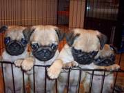 12week beautiful fawn pug for kids.