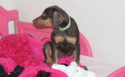 Cute Doberman Pinscher Puppies For Sale  In Good Homes 