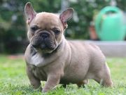 French Bulldog Puppies For Sale