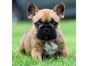 French Bulldog Puppies 