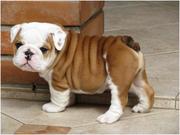 Gentle Male and Female English Bulldog Puppies!