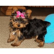 Loving Teacup Yorkie puppies  for a happy home