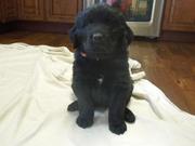 Newfoundland Puppies for Sale