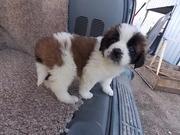 Saint Bernard Puppies for Sale