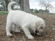 capable  Labrador Retriever Puppies