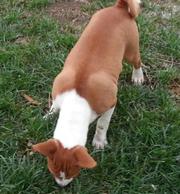 great basinji puppies for sale rrxcc