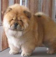 brilliant kc Chow Chow for sale