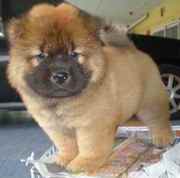 Gorgeous Chow Chow for sale