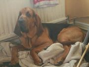 Bloodhound Puppies Looking For Forever Homes