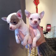 2 Tiny Chihuahua Boys & Girl For Sale(kc Reg)ready To Go