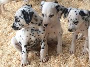 Beautiful Dalmation Puppies