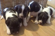 Springer Spaniel Puppies,  Ready To Leave Xmas Week