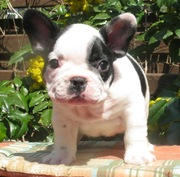lovely french bulldog puppies for new home 
