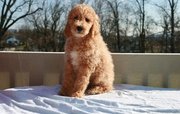 Standard Poodle(chantehc@yahoo.com)