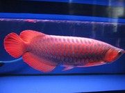  ASIAN RED, SUPER RED, JARDINI, CHILI RED, GOLDEN AROWANA AND EVEN ON EGGS