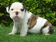 Fantastic Charming Bulldogs,  Puppies.