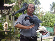    * Black palm cockatoo  * African Grey Parrot