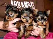 WELL TAMED TEACUP YORKIE PUPPIES FOR FREE ADOPTION