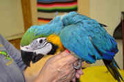 Blue and gold macaw