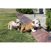 Male and female English Bulldog Puppies 